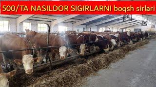 NASILDOR MOLLAR BOQISH SIRLARI OCHILDI