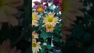 #terrace garden with anita#youtube short #filmorago #old Town Road