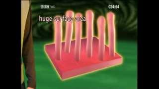 GCSE Science Revision - Digestion