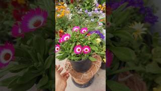 bio liquid Fertilizer #gardening #explore #shorts sh