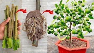 SUPER SPECIAL TECHNIQUE for propagating LEMONS using potatoes and eggplants, super fast growth