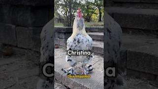 Frankie calls #christina #cristina #kristina #funnyshorts #memesdaily #chicken #rooster #comedy #lol