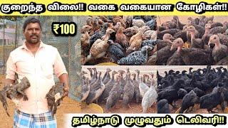 வான்கோழி, கின்னி கோழி, கடக்நாத் விற்பனைக்கு!! | Hen sales for low price | Nattu Kozhi virpanaikku |