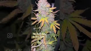 OG Kush Auto | Fast Buds by thecannalife420