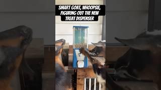 Smart Goat, Whoopsie, Figuring Out The New Treat Dispenser. #goats #farmlife #pets #animals #shorts