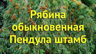 Рябина обыкновенная на штамбе пендула штамб. Краткий обзор, описание характеристик sorbus aucuparia