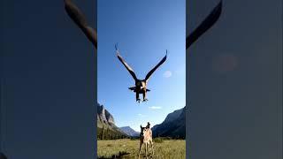 Eagle Lifts Baby Deer Into the Sky #aiwildlife #wildlifeentertainment #wildlife