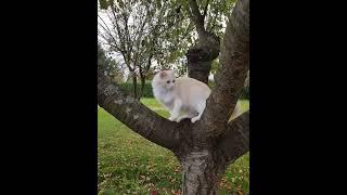 Cute Cat on the tree #cat #smartcat #wildliferescue #smartsocietymysteries  #cutecat #wildlife