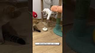 Interactive cat toy, Link is on bio or copy:www.niopets.com