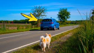 The dog waited for his family on the road for 4 years. What happened next will make you cry!