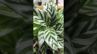 Calathea Plants for sale#calathea  #plants #youtubeshorts#sales #shorts#shortsfeed#video #viralvideo