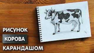 Как нарисовать корову карандашом | Рисунок для начинающих поэтапно