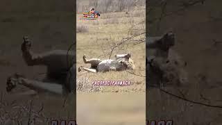 ДАЖЕ ЛЕВ ПРОИГРЫВАЕТ ЧЕРНОЙ МАМБЕ| #lion #animals #животные