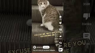 cat using an escalator #shorts #animals #viral