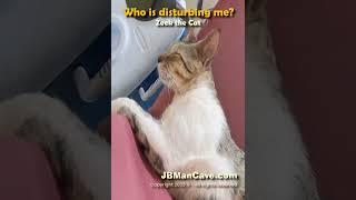 WHO IS DISTURBING THIS CAT? Zeek the Cat JBManCave.com #Shorts