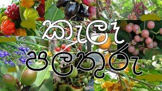 ලංකාවේ කැලෑ පලතුරු වර්ග - Wild Fruits In Srilanka