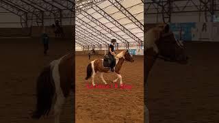 My home ️‍🩹 part1 #horses #jumping #equestrian