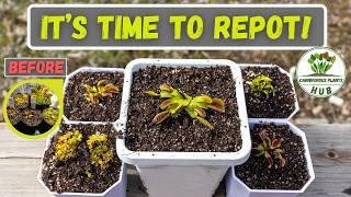 Repotting Venus Fly Traps - Care Tips - Best Soil - Best Planters & More!