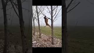 #kutte #trending Dogg #short #video #viral animal
