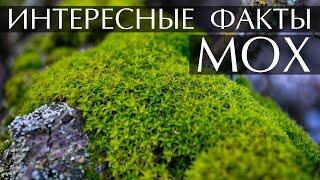 Мох - интересные факты