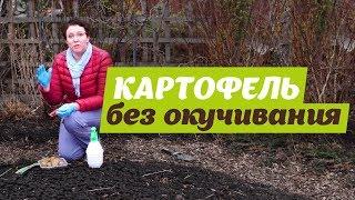 КАРТОФЕЛЬ БЕЗ ОКУЧИВАНИЯ. Посадка картофеля под траву