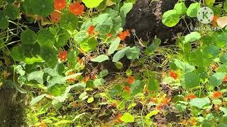#flowergarden #lamka #kukizo #kangleipak #zogam #zalengam #shortvideo