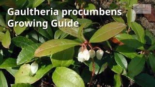 Gaultheria procumbens Growing Guide (Checkerberry) by Gardeners HQ