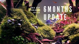 INCREDIBLE PLANT GROWTH - Update Diorama Aquascape at GreenAqua