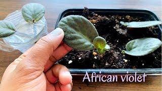 Easiest Way to Propagate African Violets from single leaf|100% success| In Water & Soil medium|PartI