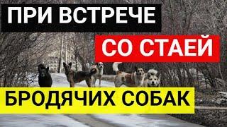 Что делать при встрече со стаей бродячих собак?