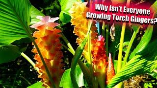 Growing Torch Gingers! My Favorite Curcuma Ginger