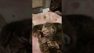 Hissing kitten (super scary ) #fosteringsaveslives #adoptdontshop #newbornkittens #savealife