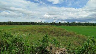 RICE FIELD FOR SALE 1.6 HECTARES P1.1M ONLY IN BRGY TIN AW DAGAMI, LEYTE