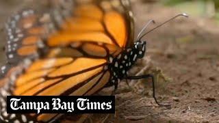 America's butterflies are disappearing at 'catastrophic' rate according to new study