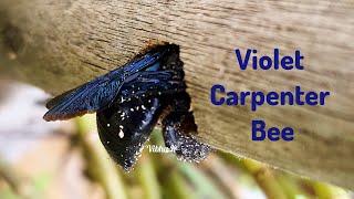 Violet Carpenter Bee  