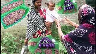 Our Village life with Tok Jhal Brinjal/Beguner Achar/Pickle Preparation