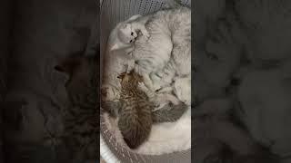 Кошачье семейство  Кошка Буся со своими котятами #котята #kittens #scottish #скоттиш