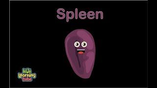 Human Body/Spleen Song /Human Body