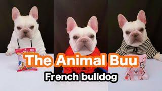 The Animal Buu Compilation | the most Fuuny collection205 #theanimalbuu #dogsofyoutube