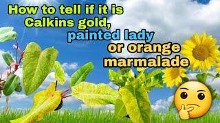 How to identify the difference between Philodendron Calkins gold, Painted lady and Orange marmalade?