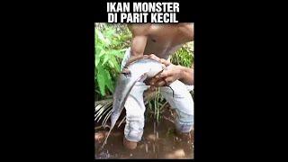 petualang nangkap ikan lele monster di parit kecil‼️#shorts #short