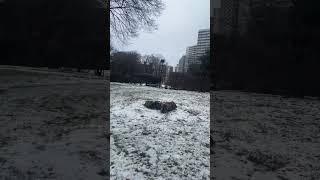 First Snow of the season in Toronto Thorncliffe Park #toronto #snow #firstsnow #snowday #travel