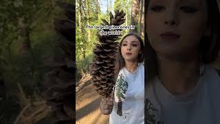 The largest Pinecones in the world - Sugar Pine Trees