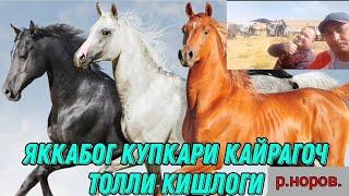 Яккабог Толли кишлоги Мели полвон купкариси#купкари,#сурхандарья ,