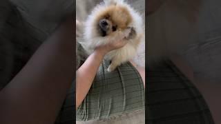 Вольфик, мы пришли!