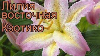 Лилия восточная Кзотико (lilium oriental xotica)  Кзотико обзор: как сажать, луковицы лилии Кзотико