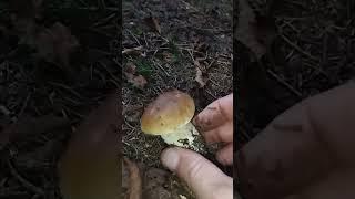 porcini(boletus edulis) August 2023,nice guys#porcini #fungi #mushroom #boletus #steinpilze #nature