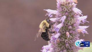 New pollinator garden planted at SUNY ESF, supporting bees, butterflies