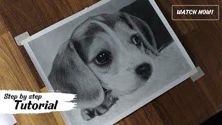 Hyperrealistic Puppy Drawing | Step-by-Step Charcoal & Graphite Tutorial