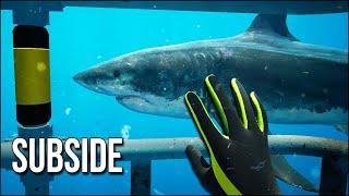 Subside | They Unleashed The Sharks And I Regret Swimming Here